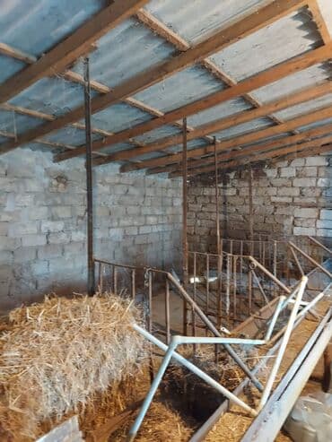 xacmaz rayonu: Bakı, Qala qəs., 550 kv. m, 3 otaqlı, Hovuzsuz, Artezian quyusu, Qaz, Su — 4