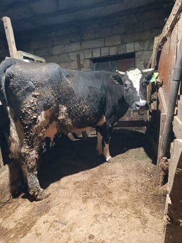 Teze dogub 18 20 litr sudu var. balayla isteyen olsa bawqa qiymet