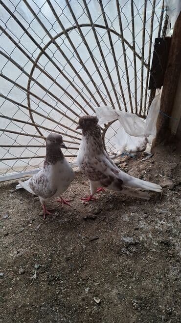 xarı bülbül satışı: Erkek maya iran quslari erkey miz kekil qizgin quslardi goz qabaginda — 1