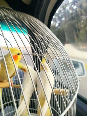 dərzi quşu: Hazir quşlar ededi 50 Azn cutu 90 Azn — 5