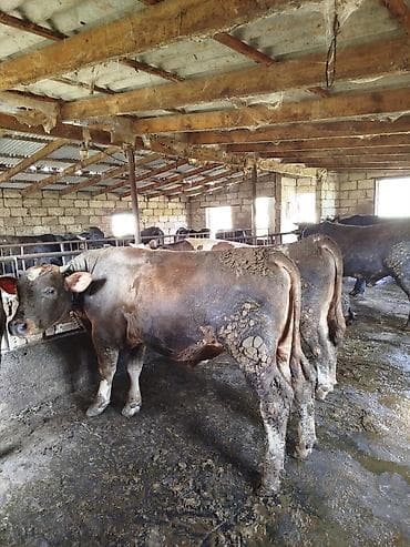 тап аз птицы: Uzun zamandır Arpa yemi və kəpəklə qulluq olunur, çəki verən mallardır — 5