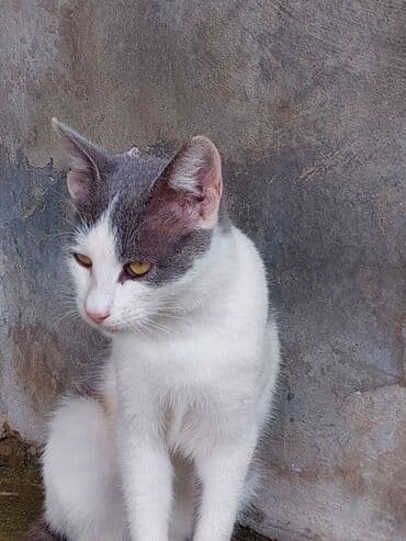 отдам кошку в хорошие руки: В добрые руки — 2