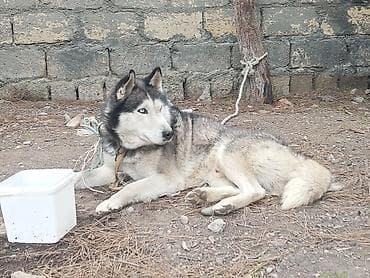 i̇tlər xaski: Xaski — 1