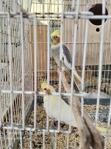 tutuquşlar: Nimfa tutuquşuları (cockatiel) – baladir istesez hazir cutde var 1 — 1