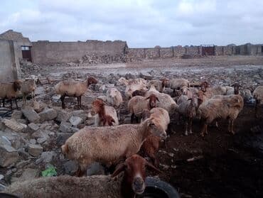 cins ineklerin qiymeti: Dişi, il: 5, 55 kq, Ətlik, Ünvandan götürmə — 7