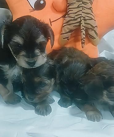 Miniatür balaca it balaları - Cins: Kiçik ölçülü dekorativ tip