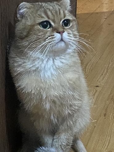 Balıqlar: Qızıl şinşilla, Erkək, Cütləşmə üçün — 3