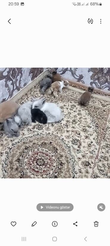 Miniatür dovşan balaları – müxtəlif rəng və naxışlarda 1ededi 6 m -