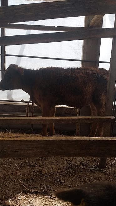 3ay yarmlıq qırmızı erkek anqus. Kürdəxanı kəndindədir marağlananlar
