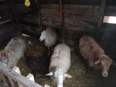 Inəklər, öküzlər: Diqqətlə oxu sonra zəng elə! 4 ədəd qoyun satılır! 3 ədəd qoyun — 3