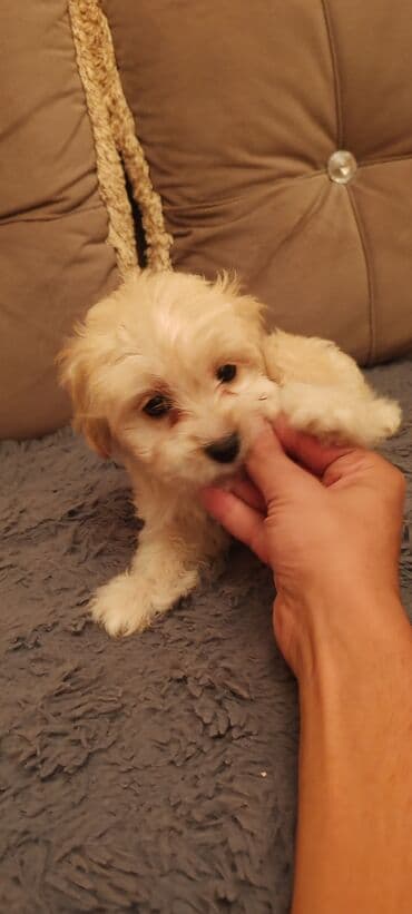 мальтипу купить: Balaca maltipu tipli qırışıq tüklü balalar - Cins: kiçik ölçülü — 2