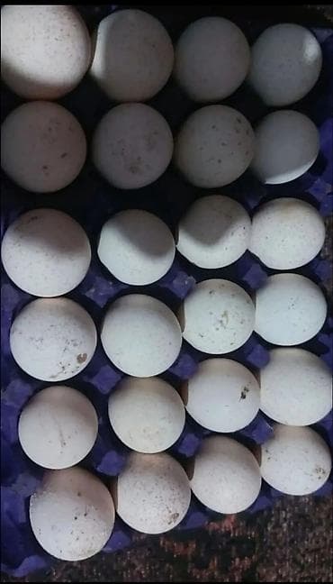 hınduska: Hündüşqa yumurtası kanada sortu ağ rəng — 3