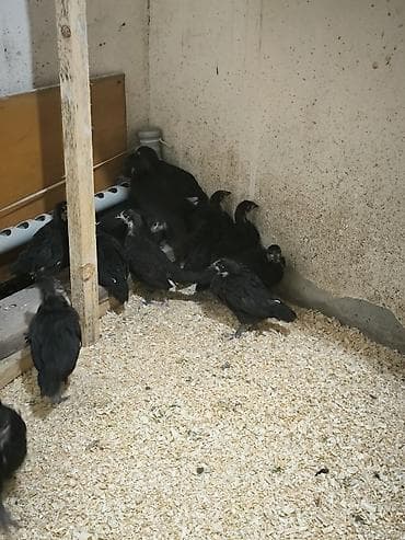 cucə balası: Toyuq cücələri, Damazlıq — 6