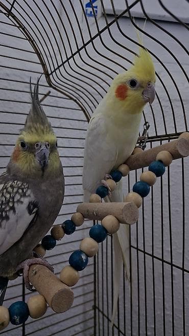 quslar type 1: Nimfa (cockatiel) cütlüyü və qəfəs dəsti Məhsulun tərkibi: - 2 ədəd — 3