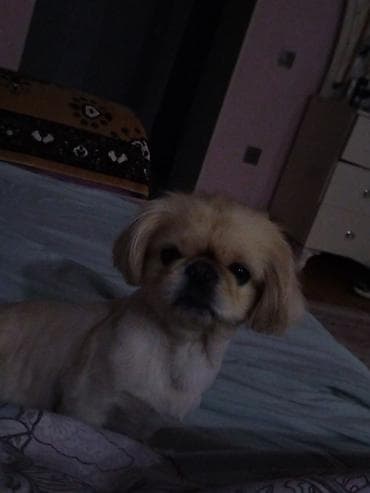 balaca it ucuz: Pekines, 5 il, Dişi, Cütləşmə üçün, Pulsuz çatdırılma — 3