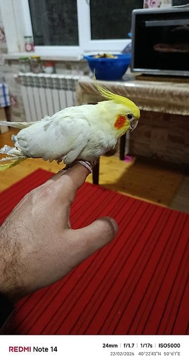 Digər quşlar: Salam her kese korella satilir 6 ayliqdi elde durur dislemir cox — 2