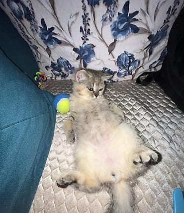 İtlər: Gold şinşilla 3 aylıg peyvendleri olunub qurd dermanı verlib eşyalı — 1