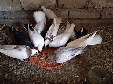 drakon göyərçin: Bala quwlardi.çöl gormuyubler.mawtagada yerlewir.isteyen elaqe — 3