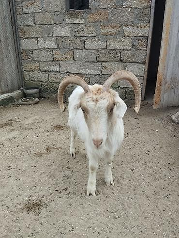 Pişiklər: Erkək, il: 1, Damazlıq — 9