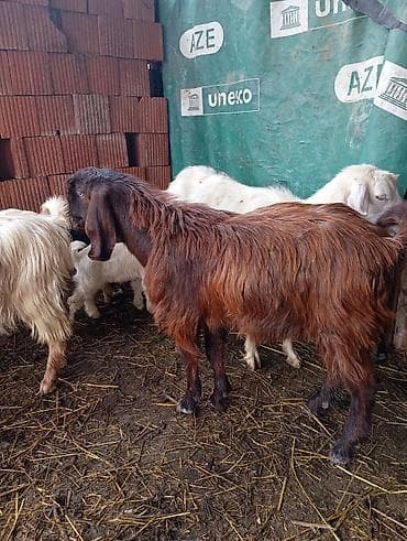 qoyunla: Satılır. safqan hələb erkeyi 7 aylıqdı. qoyun quzu ilə barter olunur — 4