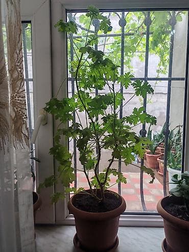 Qoxulu sardunya (Pelargonium graveolens) – saksıda otaq bitkisi - — 1