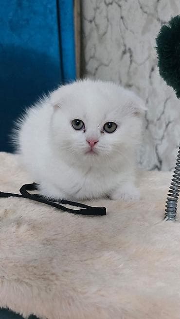 bengal pişiyi: Şotland, Erkək, Dişi, Ünvandan götürmə — 2