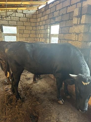 lalafo keci satisi: Satışda ətlik qaramal – bir neçə baş erkək heyvan. Xüsusiyyətlər: - — 2