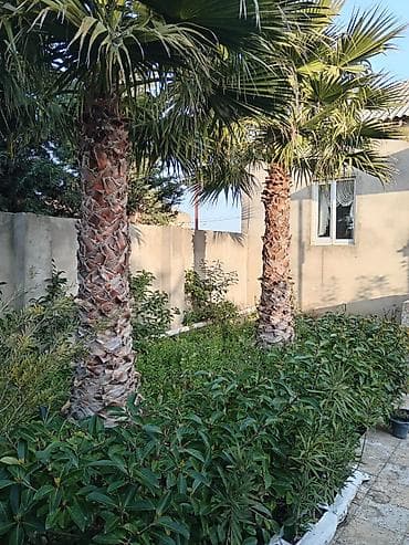 Çöl bitkiləri: Dekorativ xurma (palma) ağacları və həmişəyaşıl kollar - Növ — 1