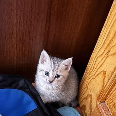 Şinşila və siyamin qarişiqi, 2 qiz 2 oglan, 2ayligdilar, tualet