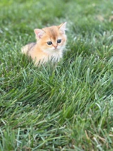 вислоухий кот цена: Шотладская вислоухая, В добрые руки — 5