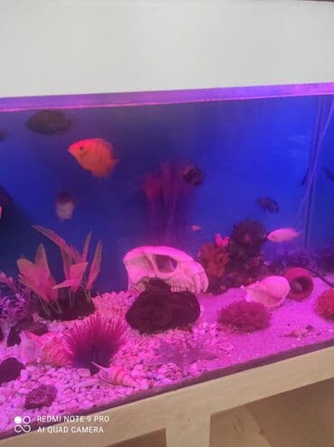 SİM-kartlar: Dördbucaq akvarium, 350 l, Ünvandan götürmə, Ödənişli çatdırılma — 5