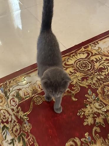 şotlan pişik: Şotland yastı qulaq — 8