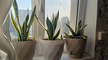 ağ şanı yarpaq: Sansevieria (Qaynanadili) dekorativ otaq bitkisi – 3 ədəd - Növ — 1
