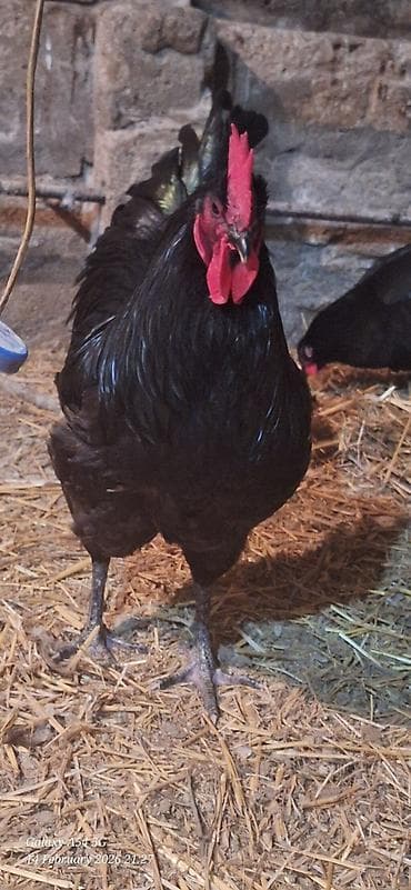 2 ayliq cuceler: Avstalorp Cinsi xoruz – tam qara — 1