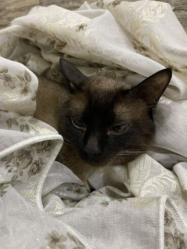 cütleşdirilir: Siam — 2