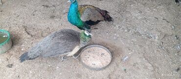 etibarlı əllərə it verilir: Məhsul: Tovuz quşu cütü Təsvir: - Şəkillərdə parlaq yaşıl–mavi — 2