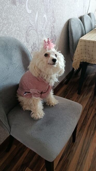 где можно купить собаку мальтипу: Maltipoo (mini) balası – ağ rəngli, qıvrım tüklü, kompakt ölçülü ev — 6
