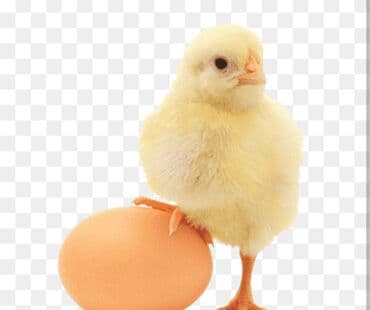 Lohman toyuqlarının mayalı yumurtaları 1.70