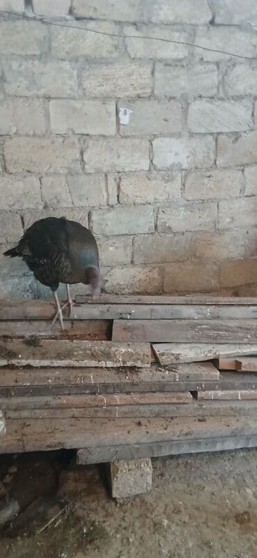 Inəklər, öküzlər: Məhsul: Hind toyuğu (hinduşka)6 klodu diri ceksi Təsvir: - Şəkillərdə — 3