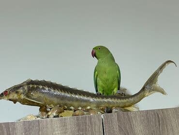 приют для кошек в баку: Ojerelya Arjelya Ajarelya Ojeralya Tutuquşu Yaşıl Pakıstan Tutuquşu — 7