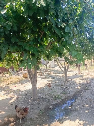 torpaqlar: 2 sot, Tikinti, Mülkiyyətçi, Kupça (Çıxarış) — 1