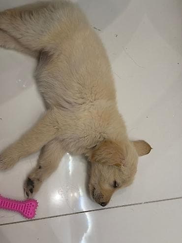 İtlər: Retriever, Peyvəndli — 4