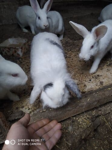 Daraq panellər: Ağ rəngli ev dovşanları – bir neçə fərqli fərd - Rəng: tam ağ — 4