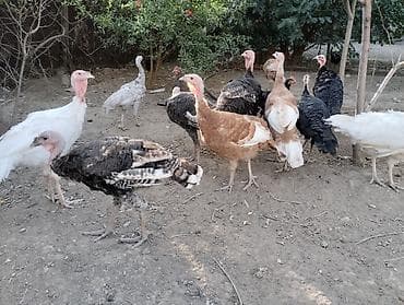 Yemlər: 5 eded 2 2.500 kq Hind toyuqları SATILIR - Fotoşəkildəki kimi bir — 1