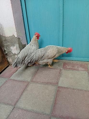 quad daraq: Toyuq, Damazlıq, Ünvandan götürmə — 3