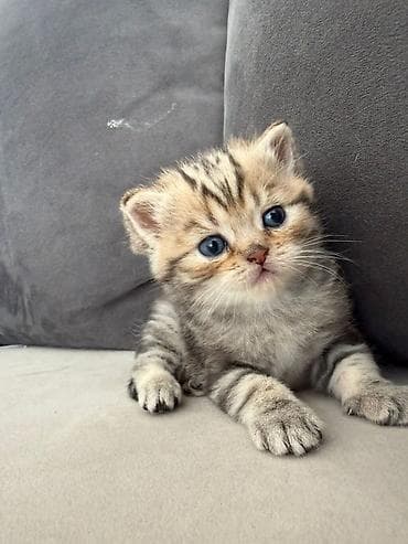 pisik ag: Britan — 8