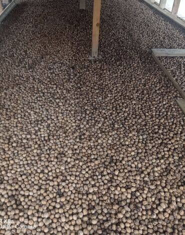 findiq ləpəsi: Qoz satılır bu ilin qizuda 200 250 kilo olar ama hamısın birliydə — 1