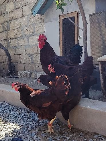 qax heyvan bazar: Salam. Red island mayali yumurtaları. Sifariş qəbul olunur. Ünvan Binə — 5