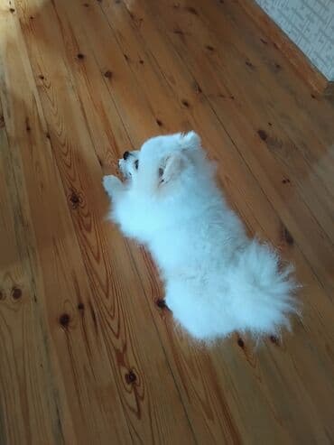 bala it satışı: Şpitz, 1 il, Erkek, Peyvəndli, Ödənişli çatdırılma — 5