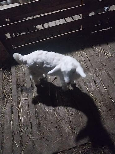 Hinduşkalar: Məhsul: Oğlaq balaları Təsvir: - Şəkillərdə müxtəlif rənglərdə (ağ və — 3